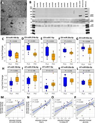 Coordinated regulation of gene expression and microRNA changes in adipose tissue and circulating extracellular vesicles in response to pioglitazone treatment in humans with type 2 diabetes